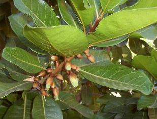 the round or ovoid fruits are green with a bright yellow flesh that is